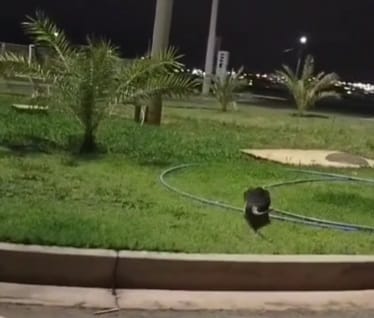 filhote de tamandua