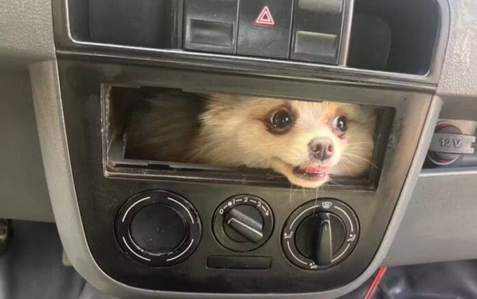 cachorro-preso-painel-do-carro-go.jpeg