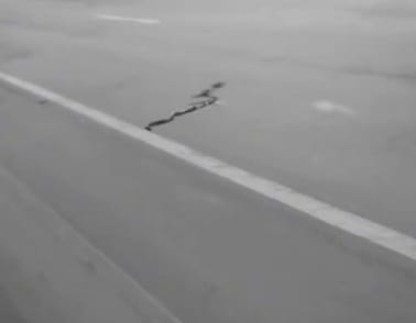 cobra