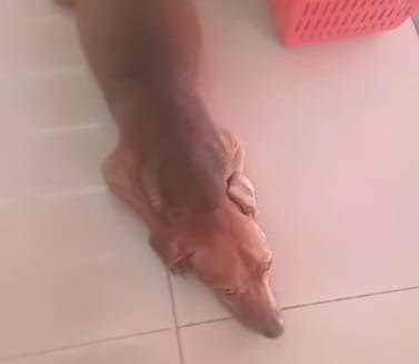 toninho