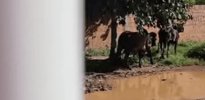 Captura de Tela 2025-04-18 às 09.42.34