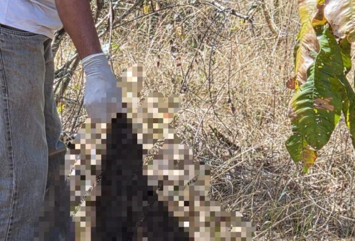 Reprodução: Internet.