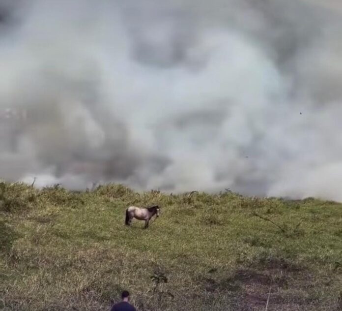 Reprodução: Internet.