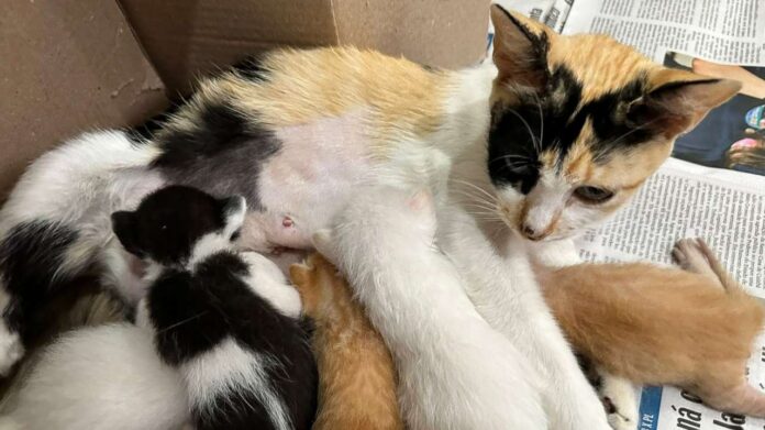 Reprodução: Internet.