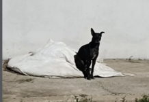 VÍDEO: Cachorro desaparecido no CPA 2: morador pede ajuda para encontrá-lo na Rua Alice Freire