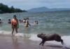 Vídeo: Capivara surpreende banhistas ao nadar em praia de Santa Catarina