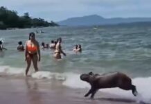 Vídeo: Capivara surpreende banhistas ao nadar em praia de Santa Catarina