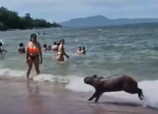 Vídeo: Capivara surpreende banhistas ao nadar em praia de Santa Catarina