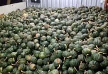 Colheita recorde de abóbora impulsiona agricultura familiar em Várzea Grande