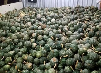 Colheita recorde de abóbora impulsiona agricultura familiar em Várzea Grande