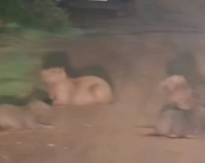 Screenshot_20260129_091526_Instagram