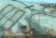 Polícia Civil e Vigilância Sanitária interditam comércio ilegal de pescado em Cuiabá