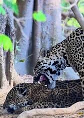 Veja Vídeo – Cena rara: onças-pintadas são flagradas durante acasalamento no Pantanal; veja