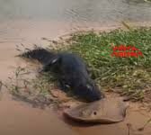Veja Vídeo – Morador flagra luta inusitada entre jacaré e arraia no Pantanal;