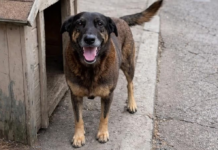 Morte de pet pode acelerar debate no Congresso sobre maus-tratos a animais