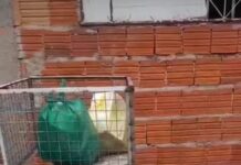 Vídeo: Morador denuncia falha na coleta após cortar “agrado” a garis