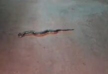 Vídeo: Cobra é flagrada atravessando rua no bairro Novo Mundo em VG