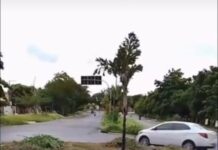 Vídeo: Limpeza e poda em canteiros do CPA chamam atenção de moradores