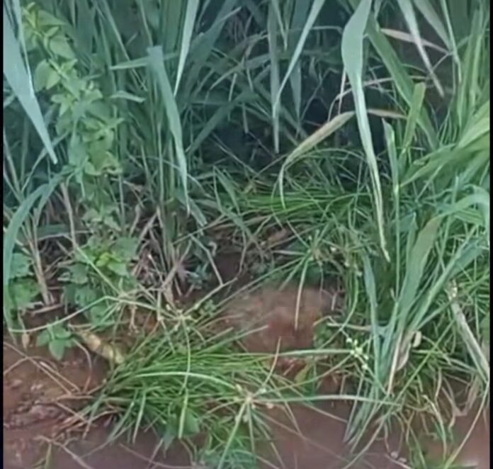 Screenshot_20260222_135455_Instagram