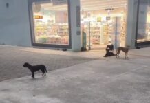 Vídeo: Cães abandonados preocupam moradores na Avenida Barão de Melgaço em Cuiabá