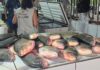 Operação apreende quase meia tonelada de pescado irregular em Cuiabá