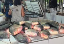 Operação apreende quase meia tonelada de pescado irregular em Cuiabá