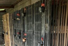 Operação desmonta possível rinha de galos em Várzea Grande