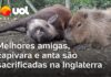 Veja Vídeo – Amizade até o fim: capivara e anta são sacrificadas juntas no Reino Unido; veja