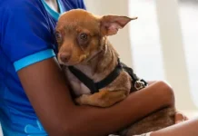 Arena Pantanal recebe “Cãominhada Mulher e Pet” com foco em bem-estar e solidariedade