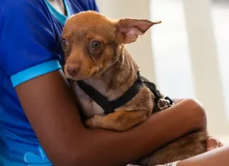 Arena Pantanal recebe “Cãominhada Mulher e Pet” com foco em bem-estar e solidariedade
