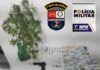 PM de Nobres prende jovem de 21 anos e apreende mudas de maconha e drogas sintéticas