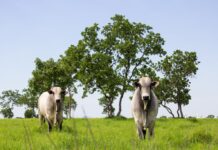 Mato Grosso lidera abate de bovinos e exportações de carne no Brasil em 2025