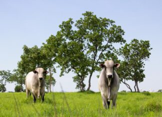 Mato Grosso lidera abate de bovinos e exportações de carne no Brasil em 2025