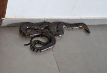 Cobra caninana é capturada na sede de secretaria municipal