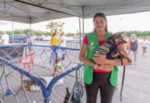 Dia Nacional dos Animais terá feira de adoção e ações de conscientização em Cuiabá
