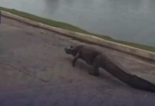 Vídeo: Jacaré “Celso” volta a seguir viatura da PM em parque de Cuiabá