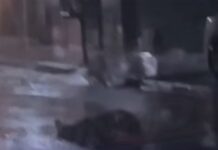 Vídeo: Homem caído na rua é atropelado por motociclista durante chuva em Goiânia