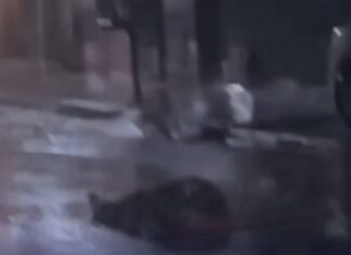 Vídeo: Homem caído na rua é atropelado por motociclista durante chuva em Goiânia