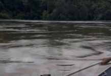 Vídeo: Pescadores ajudam quati a atravessar o Rio Xingu
