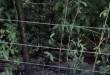 Vídeo: Peixes são vistos fora do habitat em área rural de Araguaiana