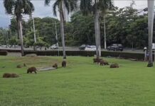 Vídeo: Capivaras se tornam presença comum no Centro Político de Cuiabá