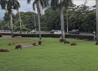 Vídeo: Capivaras se tornam presença comum no Centro Político de Cuiabá