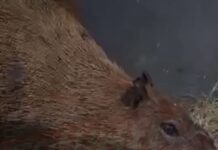 Vídeo: Capivara agredida no Rio melhora, mas segue em estado delicado