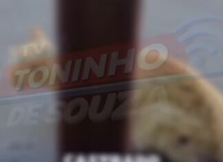 Vídeo: Denúncia de envenenamento em série de gatos em Cuiabá