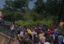 Vídeo: Caminhão de gado tomba na BR-070 e populares abatem animais no local