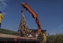 Vídeo: Resgate de anta atropelada mobiliza bombeiros em Lucas do Rio Verde