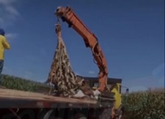 Vídeo: Resgate de anta atropelada mobiliza bombeiros em Lucas do Rio Verde