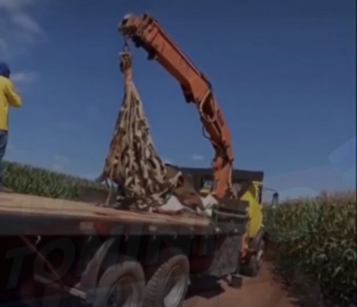 Screenshot_20260330_190403_Instagram