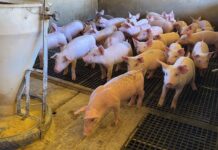 Acrismat realiza Encontro Regional da Suinocultura na Farm Show, em Primavera do Leste