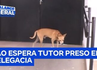 Veja Vídeo – Cachorro fica dia e noite em frente a distrito policial à espera do dono preso; veja